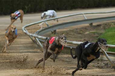 Greyhound Racing